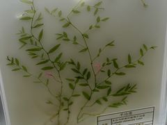 -广东中医药博物馆