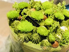 宇治抹茶小雏菊-小苍兰风铃草·礼物蛋糕(沈阳店)