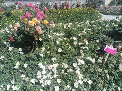 -人民公园(罗湖区)