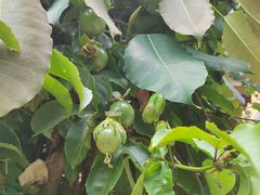 -中国科学院西双版纳热带植物园