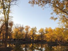 -金塔沙漠胡杨林景区