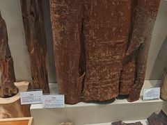 -广东中医药博物馆