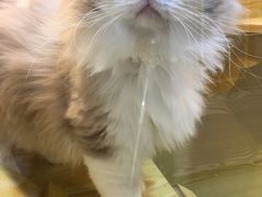 -猫十亿·布偶金渐层·曼基康矮脚猫舍(青年路店)