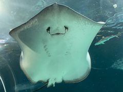 -上海海洋水族馆