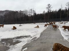 -横道河子东北虎林园