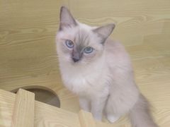 -猫十亿·布偶金渐层·曼基康矮脚猫舍(青年路店)
