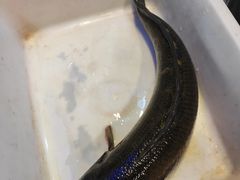-长生鱼·鲜鱼房(U城店)