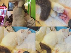 -李小姐の猫咖啡馆(五角场店)