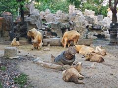 -上海野生动物园