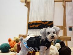 -御宝贝24h宠物医院·转诊中心·CT核磁血透中心(厦门总院)
