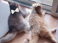 -东方名猫馆·英短金渐层布偶猫舍(环线广场1号楼店)