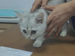 -天使宠物医院·犬猫分诊(彩虹店)