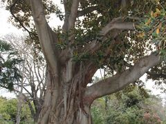 -墨尔本皇家植物园