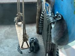 -青藏高原野生动物园