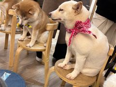 -柴迷FANS CLUB·柴犬狗咖·猫咖