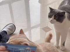 -Catmate·猫肥家润(金润铂宫店)