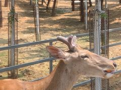 -秦皇岛野生动物园