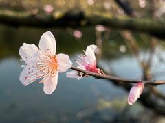 -茅家埠