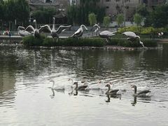 -雁滩公园
