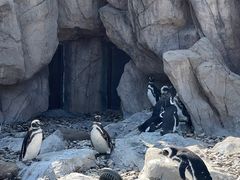 -上海野生动物园