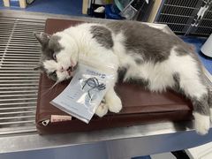 -爱诺耐芙动物医院(万博店)