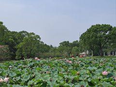 -苏州金鸡湖大酒店