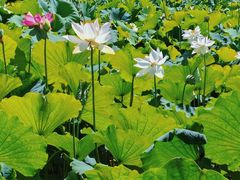-贵阳市花溪国家城市湿地公园