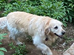 -达爱动物医院·犬猫分区·CT·复杂眼科(远洋山水分院)