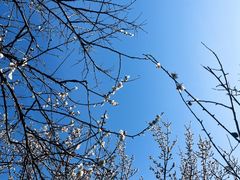 -香雪海
