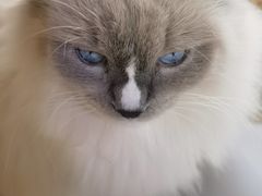 -豆逗聊愈猫阁Easy Life