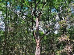 -五营红松林海景区