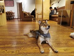 -柴务处·柴犬主题狗咖