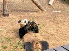 -上海野生动物园