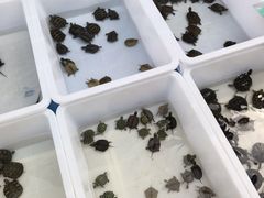 -哈尔滨道外花鸟鱼市场