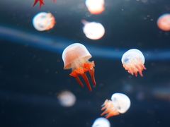 -福州罗源湾海洋世界旅游区