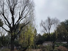 -秋霞圃