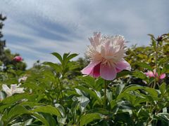 -尚湖风景区