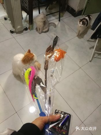 撸猫。滚瑜伽垫。继续撸猫