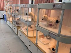 -翊宠yipet猫狗购宠庄园犬舍•猫舍