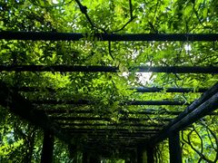 -上海共青森林公园