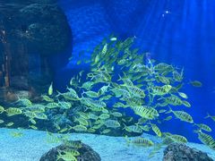 -成都浩海立方海洋公园