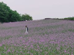 -大塘金香草谷