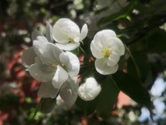 -大觉寺-停车场