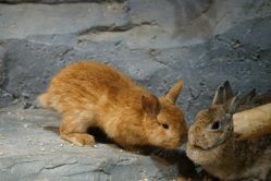 -Zoolung Zoolung动物主题公园(海信广场店)