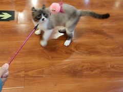 -猫小院猫主题咖啡厅(北锣店)