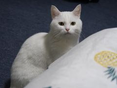 -小龙坎老火锅(北京三里屯店)