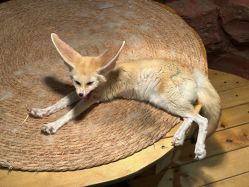 -Zoolung Zoolung动物主题公园(海信广场店)