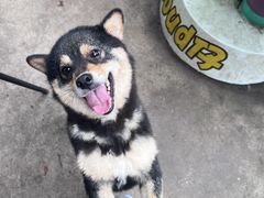 -柴犬高等学院·狗咖·柴犬售卖·宠物训练