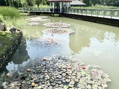 -新虹桥中心花园