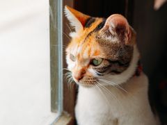 -Again Coffee Roaster(香蜜湖店)